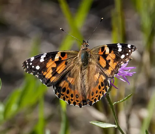 A Painted Lady Butterfly perched on a flower, showcasing its vibrant colors and graceful presence.