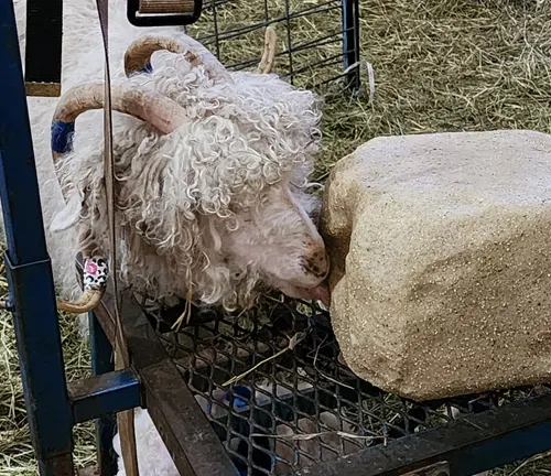 Angora goat with curly white fur and horns, feeding from a large block of food in a pen
