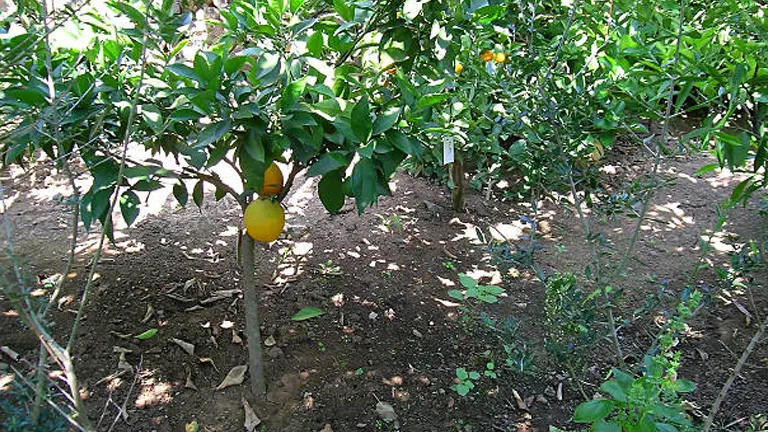 Staked lemon tree with ripe fruit in a garden