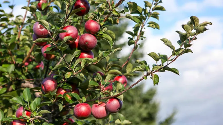 lush apple tree with ripe, red McIntosh apples ready for harvest against a blue sky