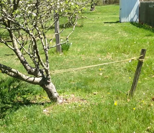 An apple tree supported by stakes and ropes in a grassy field