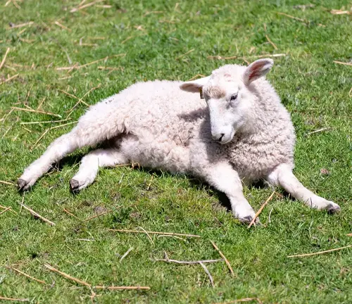 A Border Leicester sheep peacefully resting on the grass in a field.
