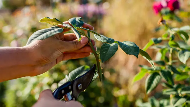 Hands pruning a rose stem with garden shears for propagation, with a blurred garden backdrop.