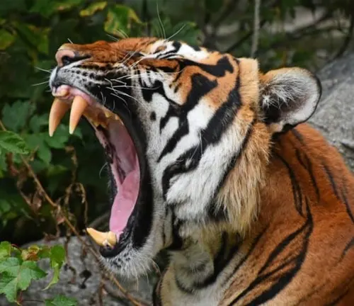 A Bengal tiger baring its teeth, showcasing its fierce nature and powerful jaws.