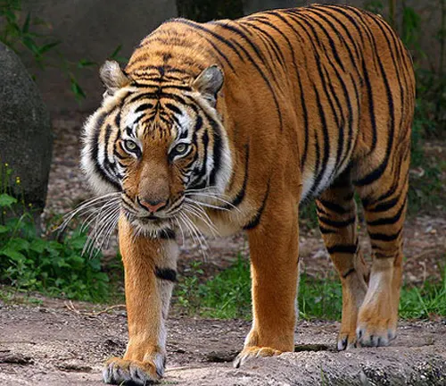 A tiger from the Indochinese breed walks on a dirt path in its enclosure.