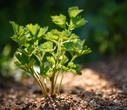 Young parsley plants with vibrant green leaves growing in mulched garden soil, highlighted by a beam of sunlight.