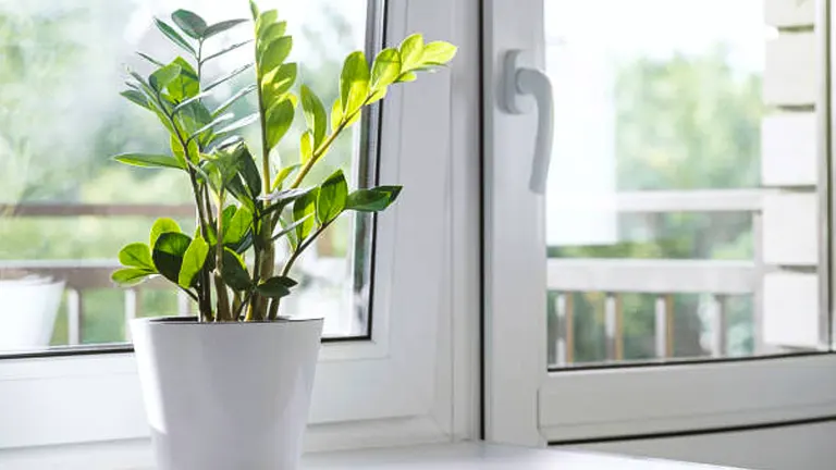 A Zamioculcas plant, commonly known as a ZZ plant, with shiny, dark green leaves in a white pot, placed on a windowsill with daylight streaming through the glass.
