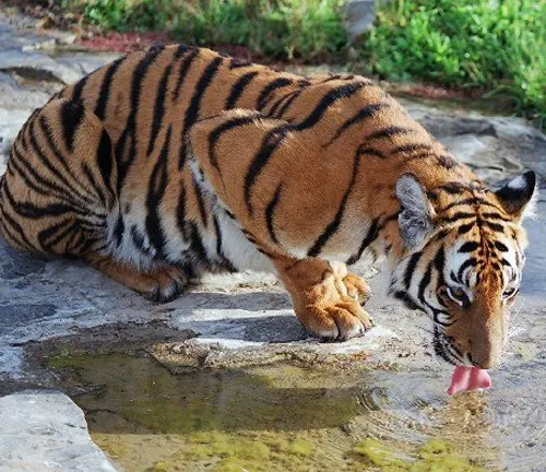 A South China Tiger drinking water from a pond.