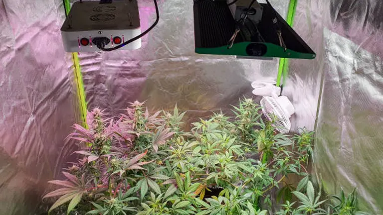 Cannabis plants inside a grow tent with reflective lining, illuminated by overhead LED grow lights, with a fan and ventilation system in place
