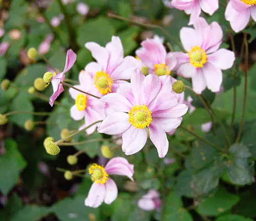A cluster of delicate pink flowers with yellow centers, surrounded by green foliage.
