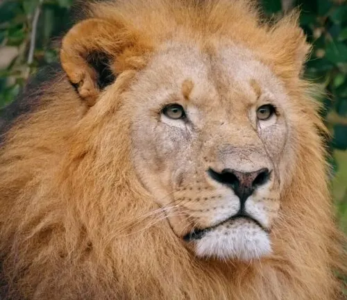 "Close-up of a majestic lion with a powerful mane and intense gaze, found in Northeast Congo."