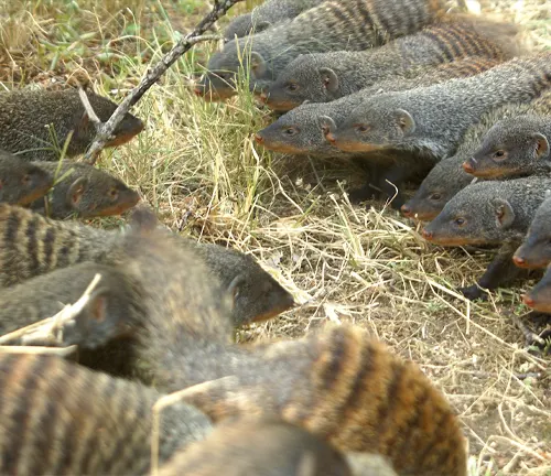 A social group of Banded Mongoose standing in a field, showcasing their unique social structure.