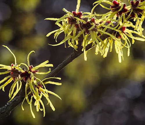 Witch hazel blossoms with thin yellow petals and red centers against a dark background.