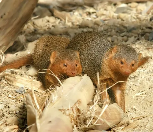 Two Dwarf Mongooses standing in dirt, looking alert and ready.