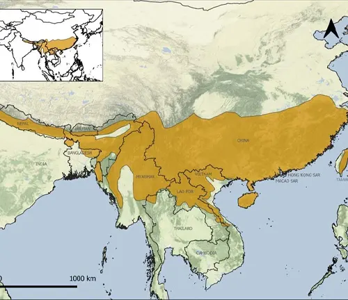 A map of Asia showing the location of China and the geographical range of the Chinese Pangolin.