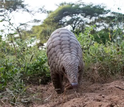 A large pangolin walking through the grass, known as the Indian Pangolin, forages for its diet.
