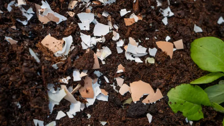 Rich, dark soil scattered with a mix of white and brown eggshell pieces, alongside a young plant with broad green leaves, illustrating an organic approach to fertilizing.