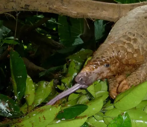 A Sunda Pangolin indulging in a leafy feast amidst the lush forest. A delightful sight of nature's herbivorous marvel.