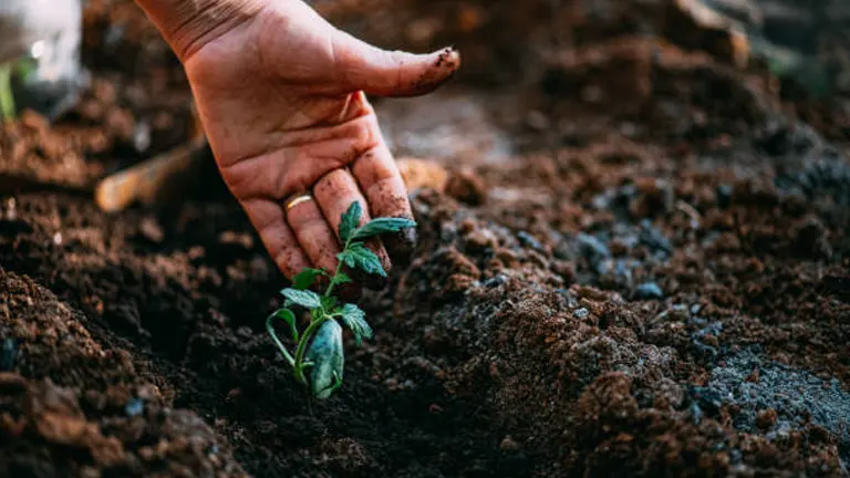 A hand gently planting a small seedling in fertile soil, symbolizing the beginning of growth and the nurturing care required in gardening.
