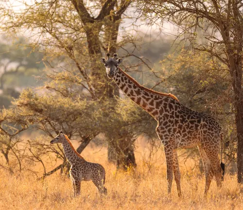 A mother giraffe and her calf standing in the grass. Image: 'Giraffe' - Habitat Preferences.