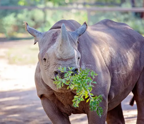A black rhinoceros munching on leaves in its enclosure, showcasing its feeding habits.