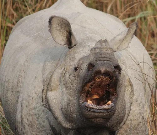 An Indian Rhinoceros in the grass, mouth open, engaged in communication.