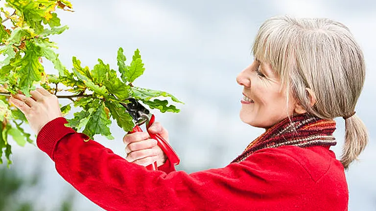 A smiling elderly woman with gray hair, wearing a red jacket and a scarf, pruning a green leafy plant with a pair of red-handled shears.