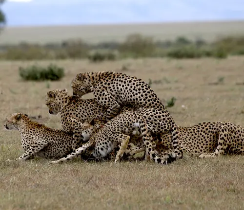 A Southeast African Cheetah running across the savannah, its slender body and distinctive spots blending with the golden grass.
