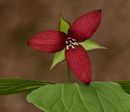 A close-up of a red trillium flower, with three dark red petals and a prominent stamen, set against a soft-focus brown background.