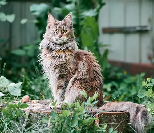A Maine Coon cat with long hair sitting on a stump, showcasing its affectionate nature.