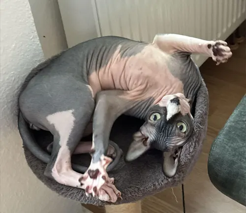 A playful Sphynx cat lying on its back in a cat bed.