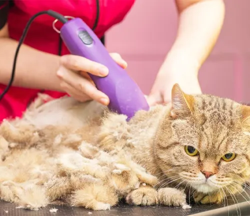 Scottish Fold Cat with folded ears, sitting on a grooming table, being brushed by a person.