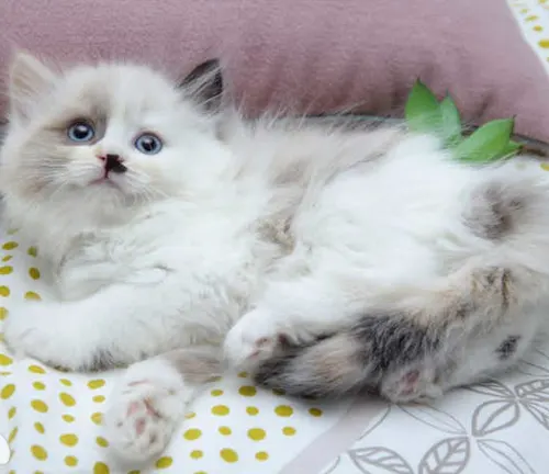 A relaxed Ragdoll Cat lying on a soft surface, with its long fur and blue eyes adding to its charm.