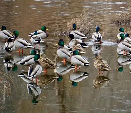 A group of Mallard ducks standing in a pond in wetland habitats.