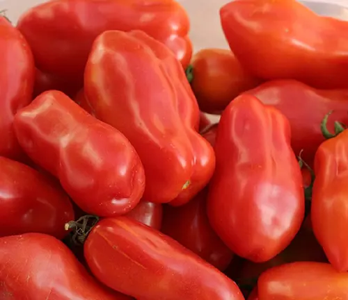 A group of shiny San Marzano tomatoes with a distinctive elongated shape and vivid red color, clustered together closely.