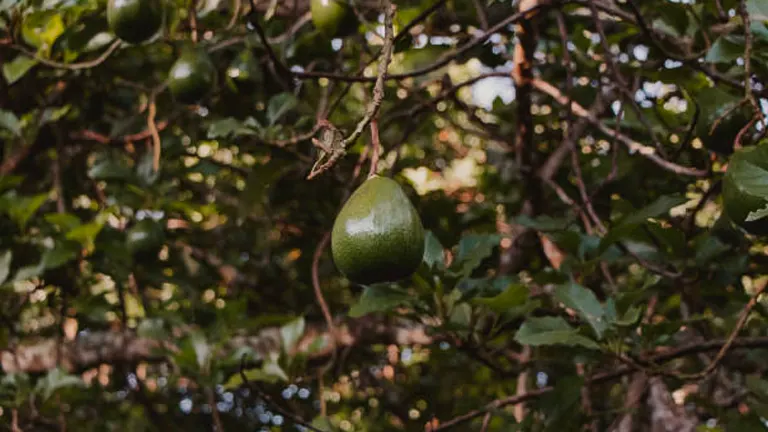 A single avocado hangs from a branch amidst a dense canopy of leaves, highlighted by a soft glow of light filtering through the foliage.