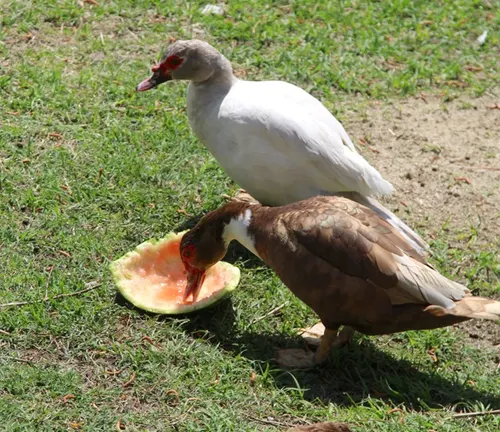 Two Muscovy ducks enjoying watermelon on the grass, a refreshing treat for their diet.