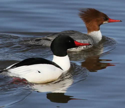 Two red headed ducks swimming in water, displaying breeding behavior of the Common Merganser Duck.