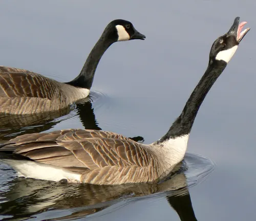 Pair of Canada Geese swimming, mouths open, engaging in mating behavior.