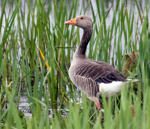 A Greylag Goose standing in tall grass near water.