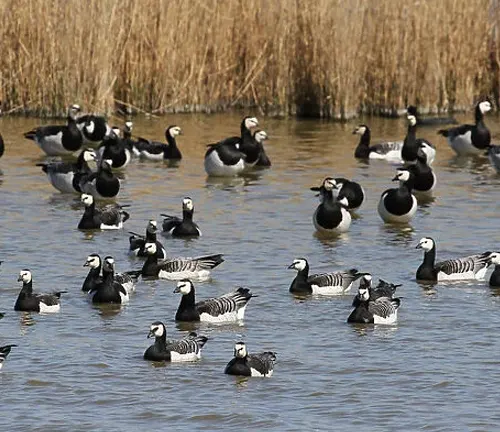 A flock of black and white geese swimming in a lake, displaying the feeding behavior of the "Barnacle Goose".