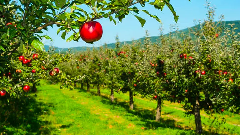 A single red apple in sharp focus on the branch with a backdrop of a lush apple orchard extending into the distance under a clear blue sky.

