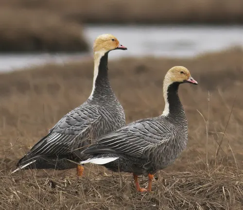 A pair of Emperor Geese with distinctive black and white plumage.
