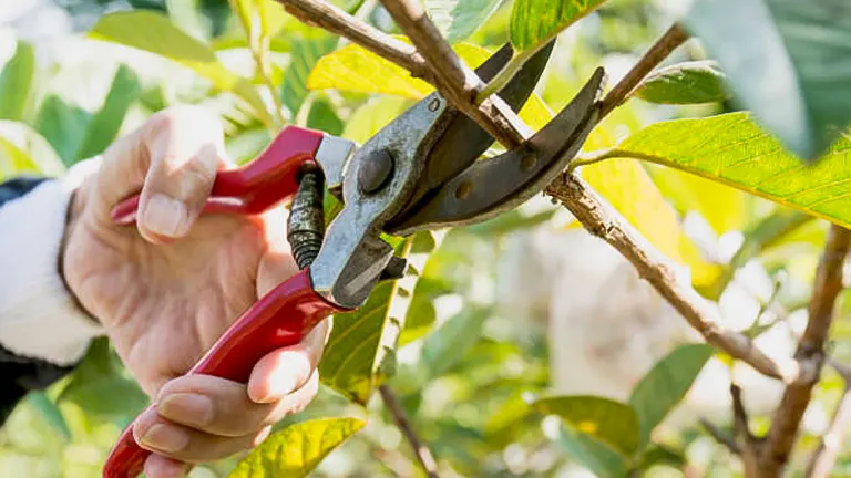 A hand using red pruning shears to trim a branch from a tree with green leaves.
