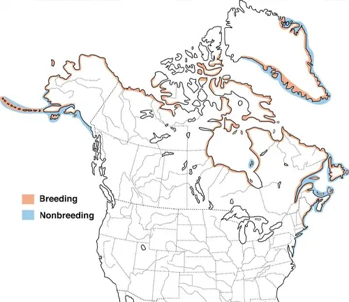 Canadian prairies map displaying prairie dog distribution. Migration Patterns: Common Eider Duck.
