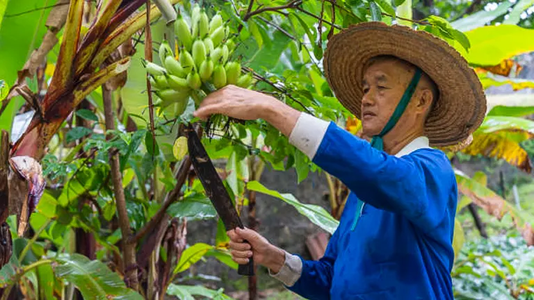 An elderly farmer wearing a straw hat and blue shirt is inspecting a bunch of green bananas on a tree, holding a machete in one hand.