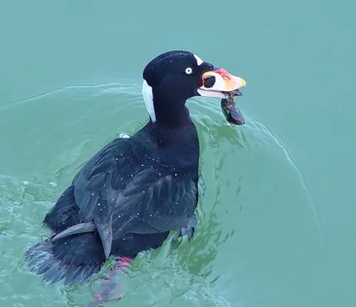 Surf Scoter Duck diving underwater to catch fish, displaying its black and white plumage.