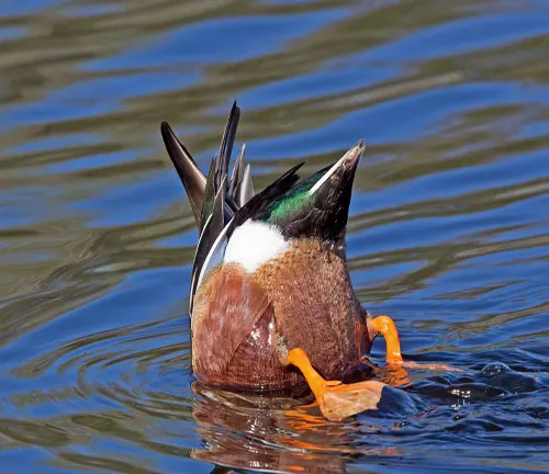 A Northern Shoveler duck with orange legs swimming gracefully in the water, displaying its distinctive feeding behavior.
