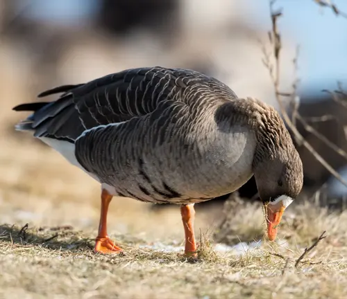 Wild Greater White-fronted Goose searching for food in grassy area.