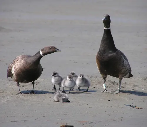 A family of Brant Geese with their babies on the beach.